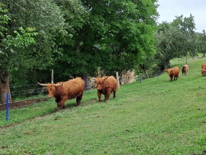 Bild 2:3,5-jährige Hochlandrind-Kuh mit Stierkalb zu verkaufen