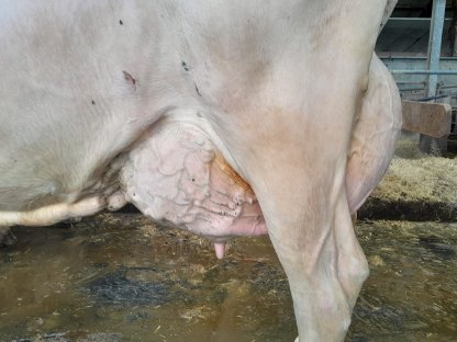 Bild 2:4 erstklassige Embryonen