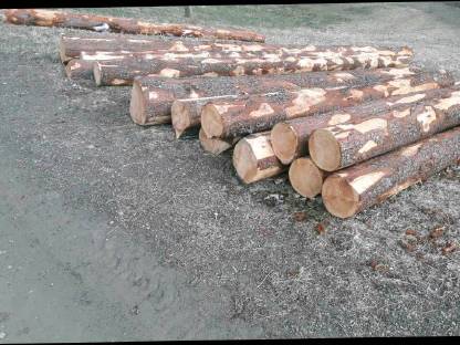 Bild 3:Zirbenholz