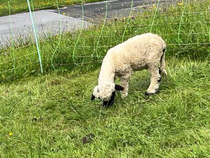 Bild 6:Walliser Schwarznasenschafe