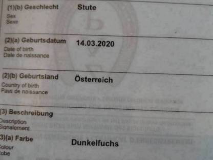 Bild 3:Noriker Stute Dunkelfuchs trächtig