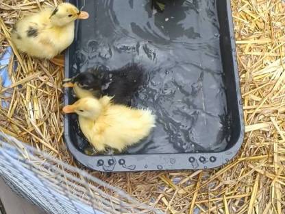 Bild 3:Laufenten Küken