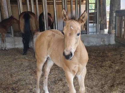 Bild 7:Quarter/Paint Horse und Mix Fohlen