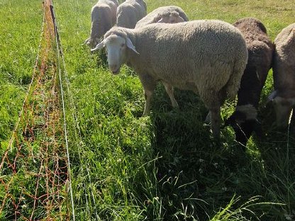 Bio Merino Widder