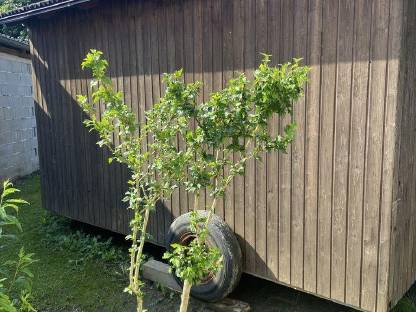 Bild 2:Bauwagen Jagdhütte