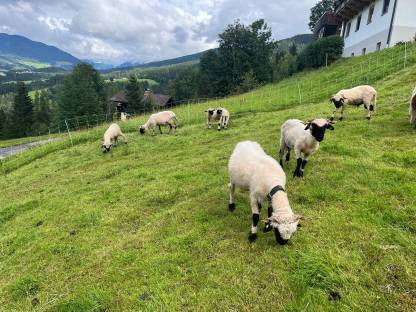 Bild 2:Walliser Schwarznasenschafe