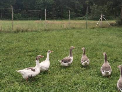 Gänse