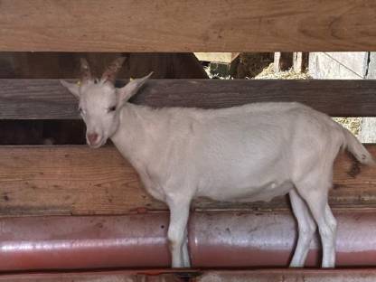 Bild 5:Pfauenziegenböcke