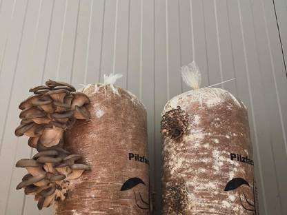 Bild 4:Neue Chancen für Ihren Betrieb: Pilzzucht