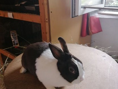 Holländer Kaninchen Häsin
