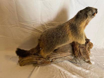 Bild 6:Jagdtrophäen