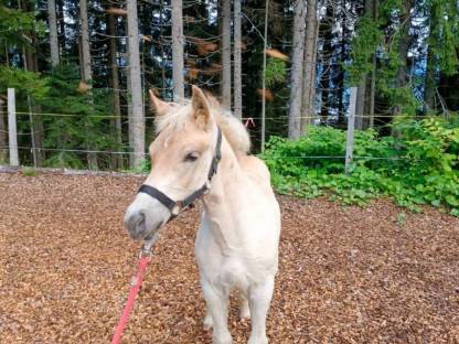 Haflinger Hengstfohlen