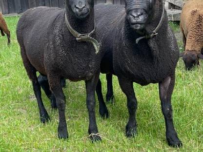 Bild 3:Jura Schafböcke