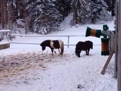 Mini Shetty Ponyhengste