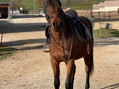 Bild 4:BDH Silas ibn Sauda Zahra - Partbred Araber