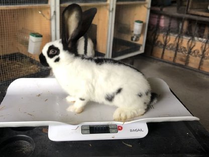 Bild 3:Riesenschecken