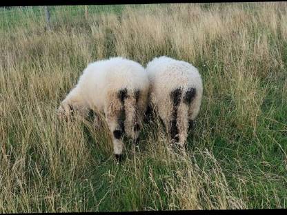 2 Walliser Schwarznasenschafe