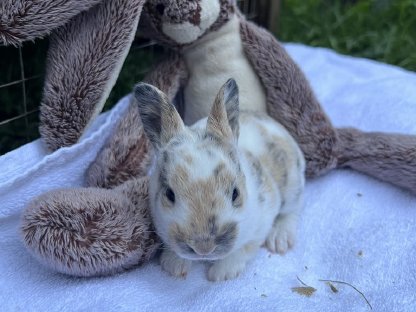 Bild 3:Kleinrexe, Kaninchen (Jungtiere)