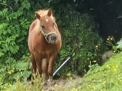 Ponyhengst