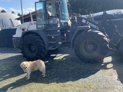 Bild 2:Radlader Terex TL 260