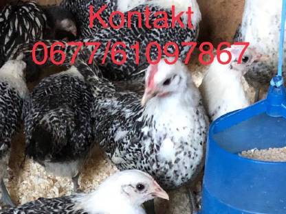 Bild 2:Zwerg Friesen Jungtiere und Hennen