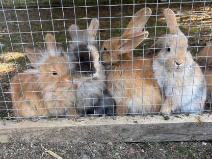 Bild 8:Zwergkaninchen abzugeben - 8 Wochen alt