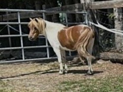Ponywallach
