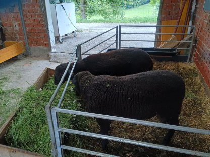 Bild 9:Bio-Jura SBS Zuchtwidder