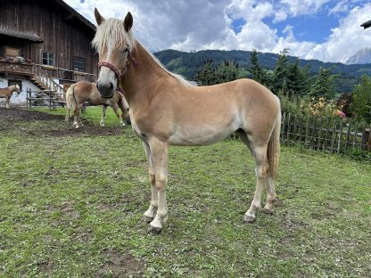Bild 2:Verkaufe Haflinger Jährlings Stute