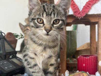 Babykatzen