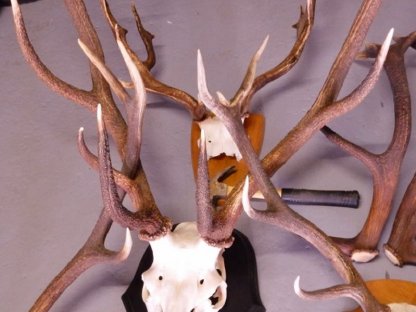 Bild 3:TROPHÄENSAMMLUNG