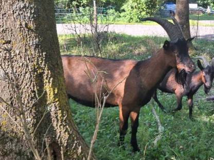 Gemsfarbiger Gebirgsziegenbock