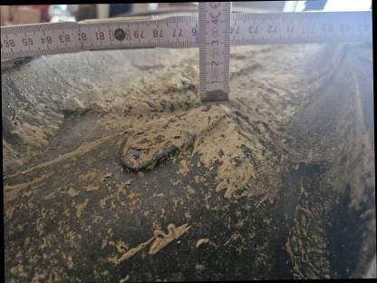 Bild 4:Kleber 600/65 R 38