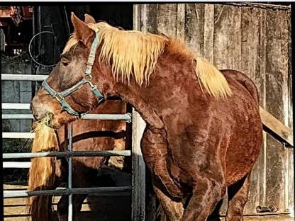 Bild 5:Dunkelfuchs Stuten