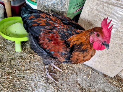 Bild 4:Olivleger Hahn