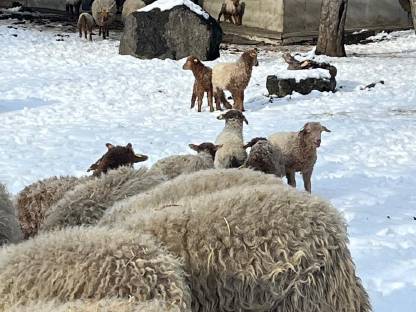 Bild 6:Zackelschafe BIO