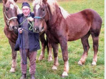 Bild 4:Dunkelfuchs Stuten