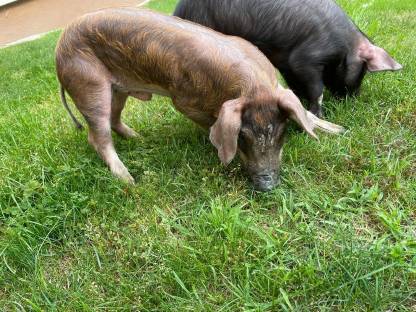 Bild 6:Iberico und Iberico x Duroc Ferkel