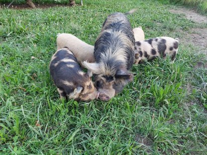 Bild 2:Kunekune-Ferkel von Zuchttieren
