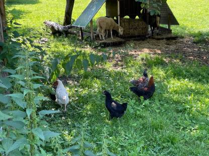 Bild 5:Hennen, Hähne und Küken abzugeben