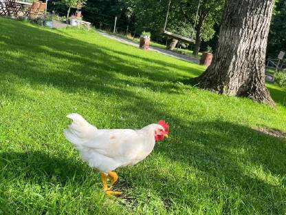 Bild 3:2 junge Mischlingshähne zu verschenken