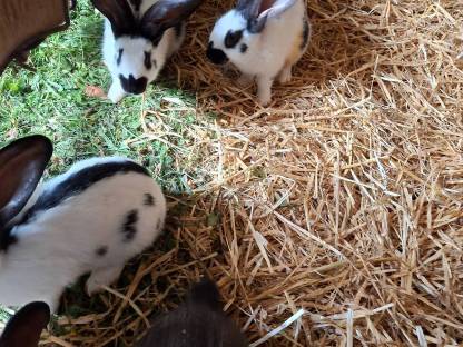 Bild 2:Riesenschecken