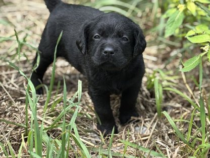 Bild 3:Labrador Welpen mit Ahnentafel