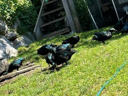 Bild 2:Smaragdenten / Warzenenten