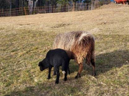 Bild 3:Waldschafe aus HB-Betrieb