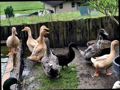 Bild 2:Enten zu vergeben