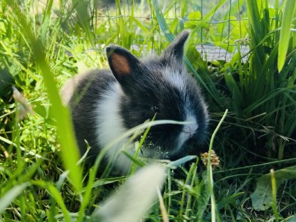 Bild 2:Zwergkaninchen Löwenkopf
