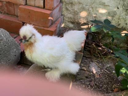 Bild 5:Reinrassige Australorp Bruteier, Hähne und Hennen