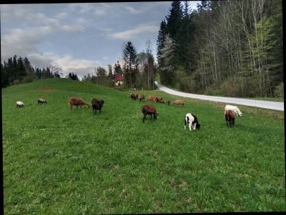 Bild 7:Kamerunschafe und Black Bally Mix