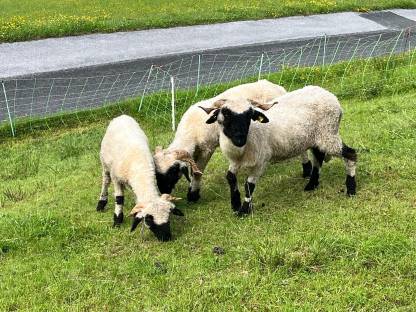 Bild 5:Walliser Schwarznasenschafe